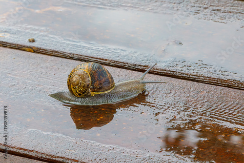 Snail on wet brown boards