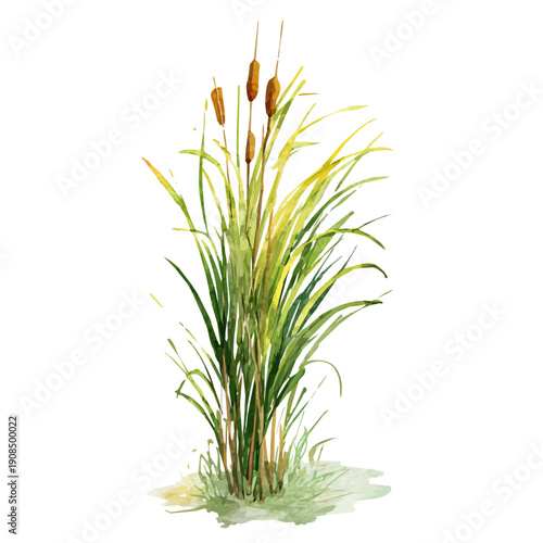 Isometric watercolor rendering of Reed, isolated on a clean white background.