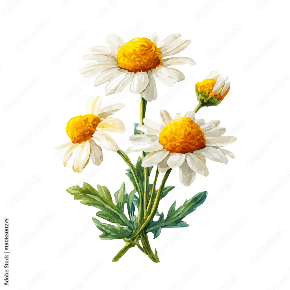 Fototapeta premium Isometric-style watercolor depiction of Chamomile, set against a white background.