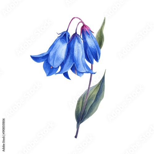 Artistic isometric watercolor image of Bluebell, isolated on a white surface.
