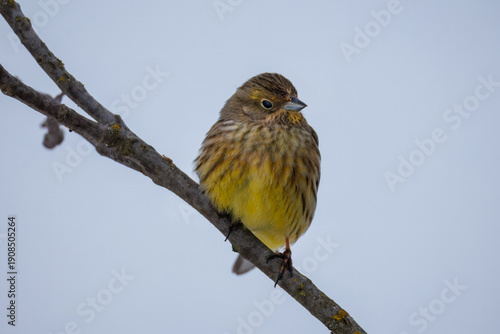 Close-up of a female yellowhammer perched on a branch, looking toward the camera lens on a cloudy winter day against a grey background.