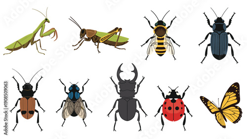 Diverse collection of detailed insect illustrations, including a praying mantis, grasshopper, bee, beetle, ladybug, and butterfly.