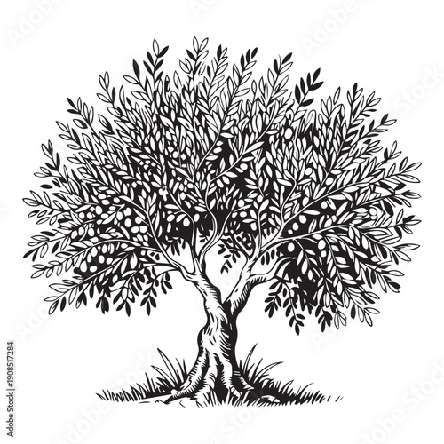 Vector tree silhouette with roots and leaves in different seasons