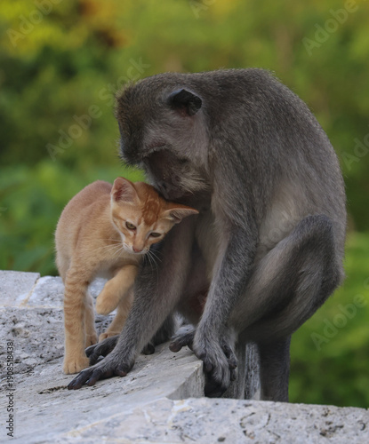 Photography Wild Cat with Monkey in the wild in Bali Indonesia.
