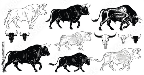 Collection of bull illustrations: solid black, outlined, and skeletal views, plus bull head variations