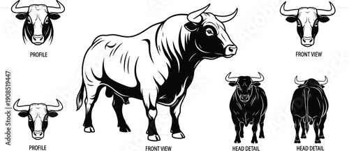 Bull's head and full body views in black and white vector style, showing front, profile, and rear perspectives