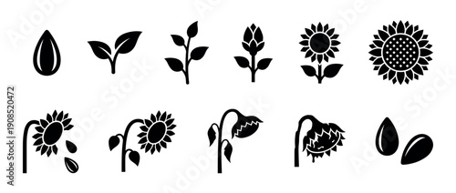 Sunflower life cycle icon set showing the stages of plant development from a single seed and sprout to a blooming flower, wilting, and final harvest in a simple silhouette style