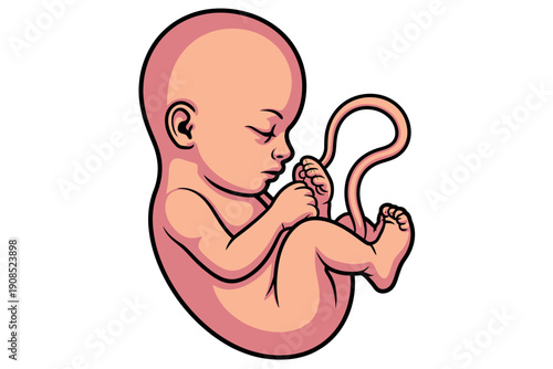 An illustration of a fetus in the womb, curled up and holding its umbilical cord.