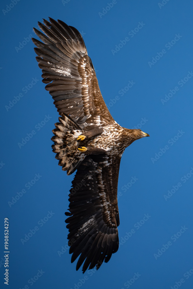 Fototapeta premium White-tailed eagle in flight against a blue sky.