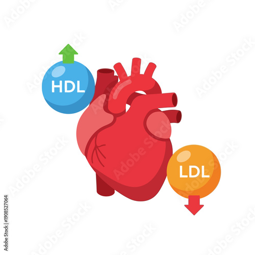 Heart Health: HDL Cholesterol Up, LDL Cholesterol Down, Cardiovascular Wellness Concept