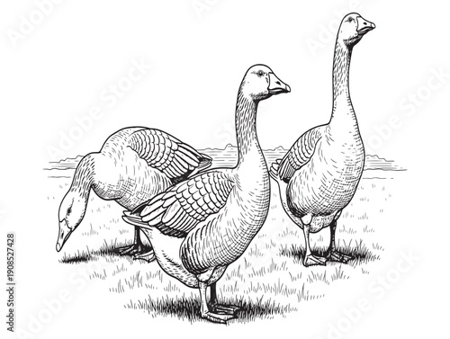Two geese standing on grassy ground near water
