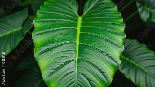 A large green leaf with prominent veins on a dark background