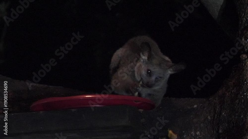 A thick-tailed bushbaby - Otolemur crassicaudatus- is eating a banana from a red plate high up in a tree.