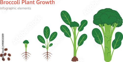 Broccoli plant growth infographic illustration featuring seed, seedling, young plant, maturing stage, and fully grown vegetable for agriculture, gardening, and biology education graphics