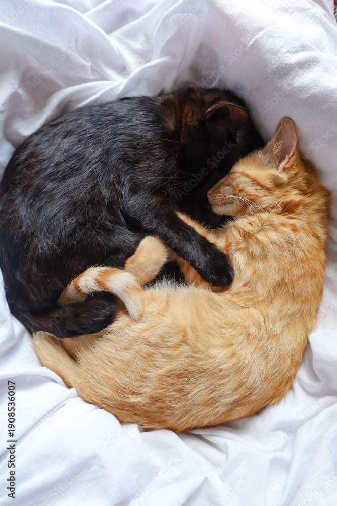 Obraz premium black and ginger cat sleeping together 