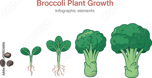 Broccoli plant growth infographic illustration featuring seeds, seedling, young plant, developing broccoli head, and mature vegetable for agriculture, gardening, and biology education graphics
