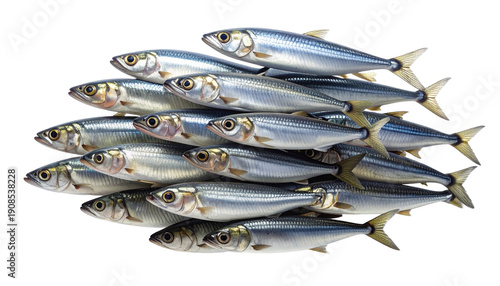 Wallpaper Mural Group of fresh raw sardines stacked in a pile, concept of healthy eating and fishing industry. Seafood rich in omega-3, isolated on a transparent background. High detail studio shot. Torontodigital.ca