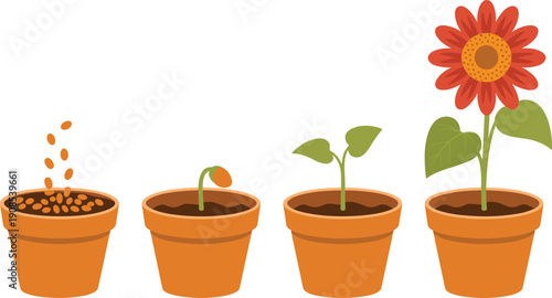 Flowering plant growth stages illustration featuring seed, sprout, seedling, leaf development, and mature blooming flower in pots for biology, gardening, and educational graphics