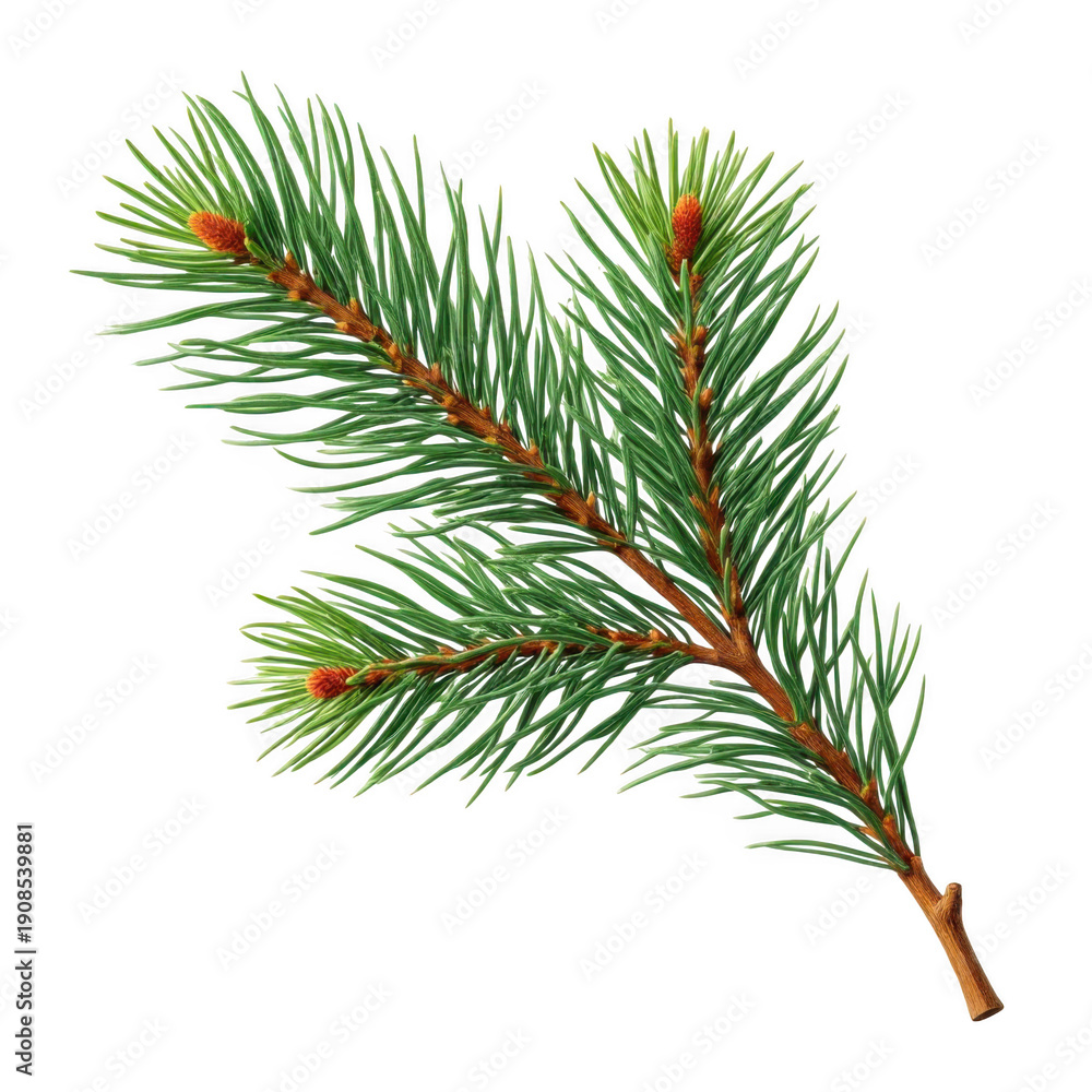 Obraz premium A close-up view of a branch with pine needles and small pine cones isolated on transparent background