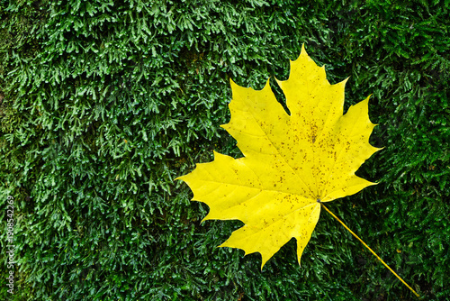 Wallpaper Mural Yellow Maple Leaf on Green Moss Background Torontodigital.ca