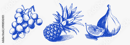 Tropical fruits grapes pineapple figs hand drawn vintage sketch. Fresh harvest food elements in ink line style. Mediterranean kitchen and market illustration for menu or packaging design.