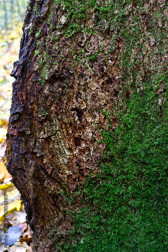 Wallpaper Mural Tree Bark with Green Moss Texture in Forest Torontodigital.ca