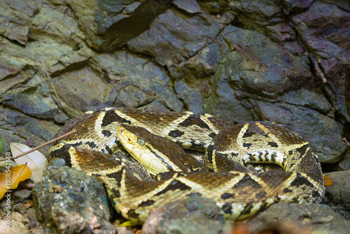 Terciopelo (Bothrops asper), species of pit vipers, lying among rocks in a Costa Rican national park.