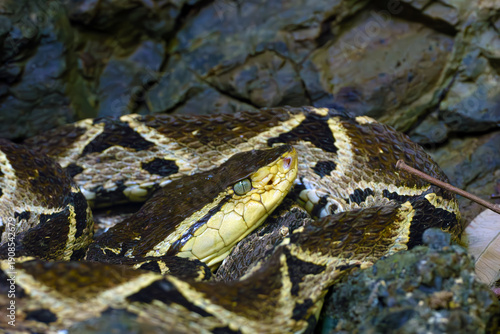 Terciopelo (Bothrops asper), species of pit vipers, lying among rocks in a Costa Rican national park. Portrait of a venomous snake.