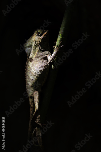Smooth helmeted iguana (Corytophanes cristatus), also known as the helmeted iguana, the helmeted basilisk or elegant helmeted lizard, sitting in a typical position in a dark rainforest on a horizontal