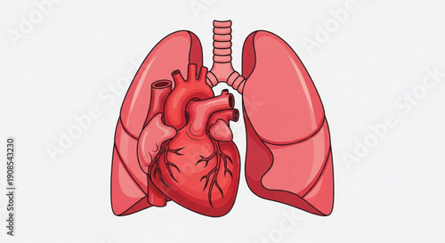 Human heart and lungs illustration with trachea and bronchi