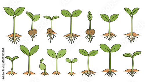 Illustration of multiple green plant seedlings with roots and leaves on a white background, showcasing various growth stages.