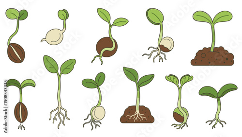 Illustration of various stages of seed germination and seedling growth on a white background.