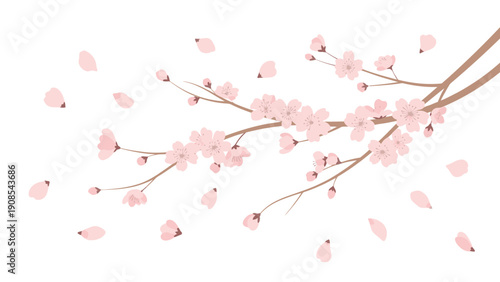 Pink cherry blossom petals falling from a branch against a white background with a shallow depth of field and soft focus, conveying a delicate and serene mood.