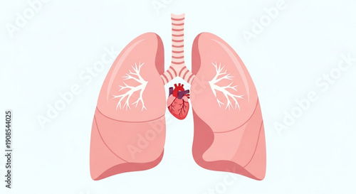 Human lungs and heart anatomy illustration with trachea and bronchi
