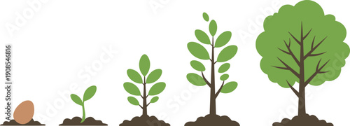 Plant growth stages illustration featuring seed, sprout, seedling, sapling, and mature tree with full canopy for biology, gardening, and environmental education graphics