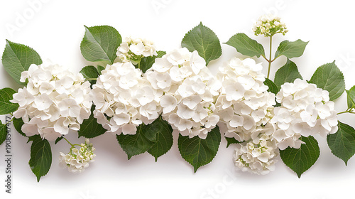 Serene white hydrangea bush isolated white