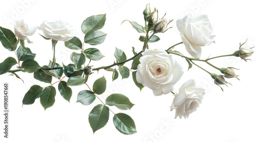 Graceful white rose bush blossoming in elegance