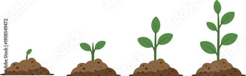 Plant growth stages illustration featuring sprout, seedling, young plant, and mature tree with branches and leaves for biology, gardening, and environmental education graphics