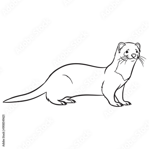Black and White Weasel Line Art Illustration