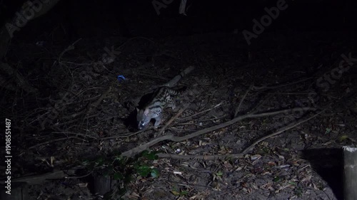 Close-up video of a Rusty-spotted Genet, Scarabaeus viettei, slowly walking over leaf-covered sand at night.
