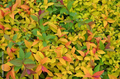 Spirea japonica `Magic carpet ' colorful bright color leaves . Closeup top view. Nature, spring ,growing spiraea japonica concept.