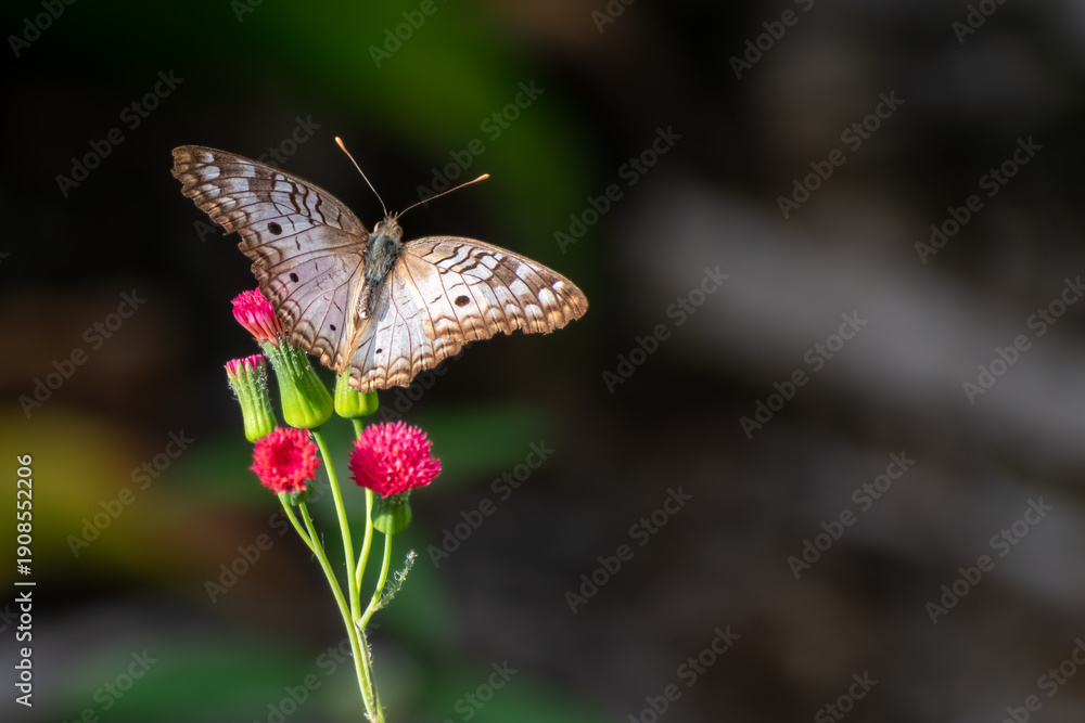 Obraz premium White butterfly resting on a red flower with blurred background and copy space on the right side, photographed in Costa Rica. Tropical wildlife, pollination concept, nature background with shallow dep