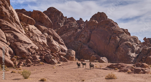 Wild onagers on a hiking trail in the remote region of the national park Saint Katherine Protectorate in Sinai, Egypt. Red granite mountains in the background. Curious and shy onagers.