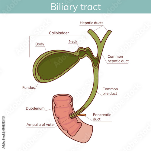 A hand-drawn cartoon-style gallbladder. vector illustration