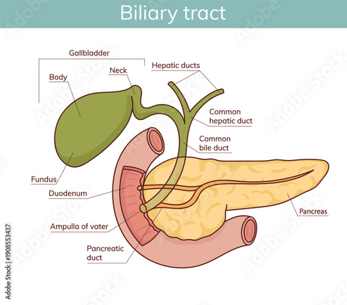 The gallbladder and pancreas are hand-drawn in a cartoon style. vector illustration