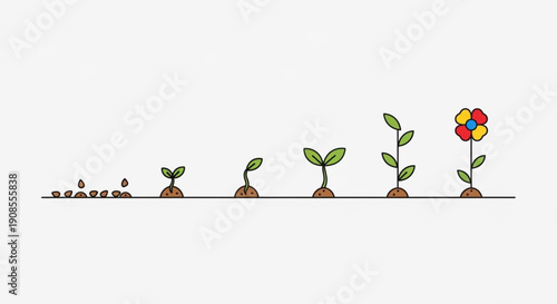 Seed germination and growth stages from sprouting to blooming flower