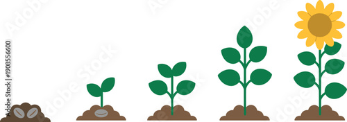 Sunflower growth stages illustration featuring seed, sprout, seedling, leaf development, and mature blooming sunflower with yellow flower for biology and gardening education graphics