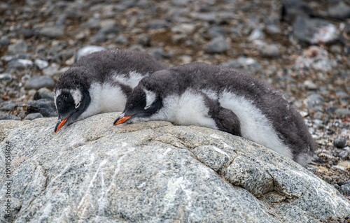 Penguin Chicks Waiting to be Feed