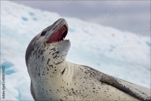 Leopard Seal