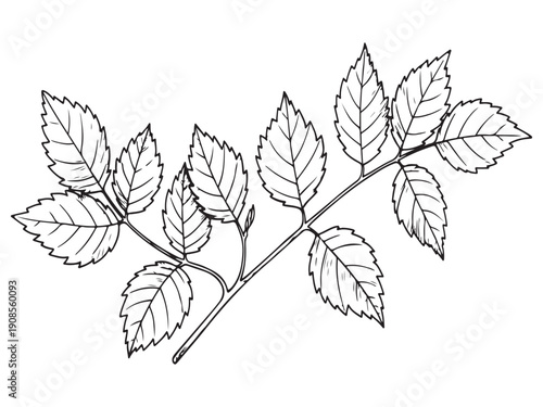Blackandwhite illustration of a branch with leaves  isolated on white background